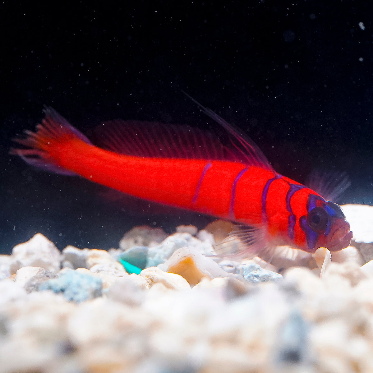Catalina Goby 1.75" EXPERT ONLY WYSIWYG