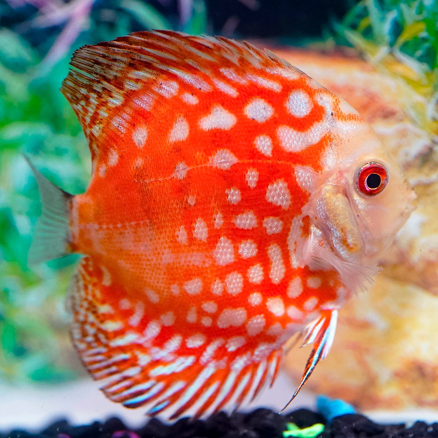 Red Checkerboard Discus 3.5" WYSIWYG