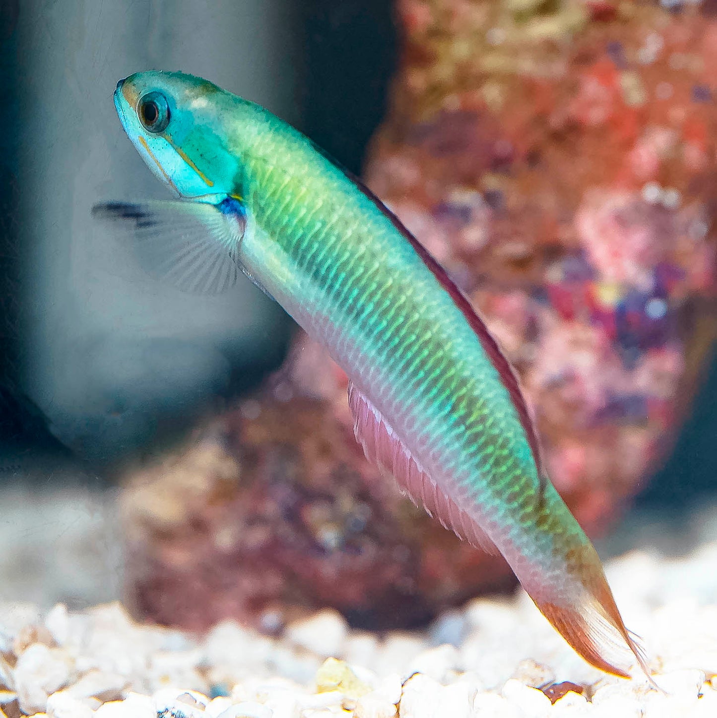 Blunthead Wrasse 3" WYSIWYG