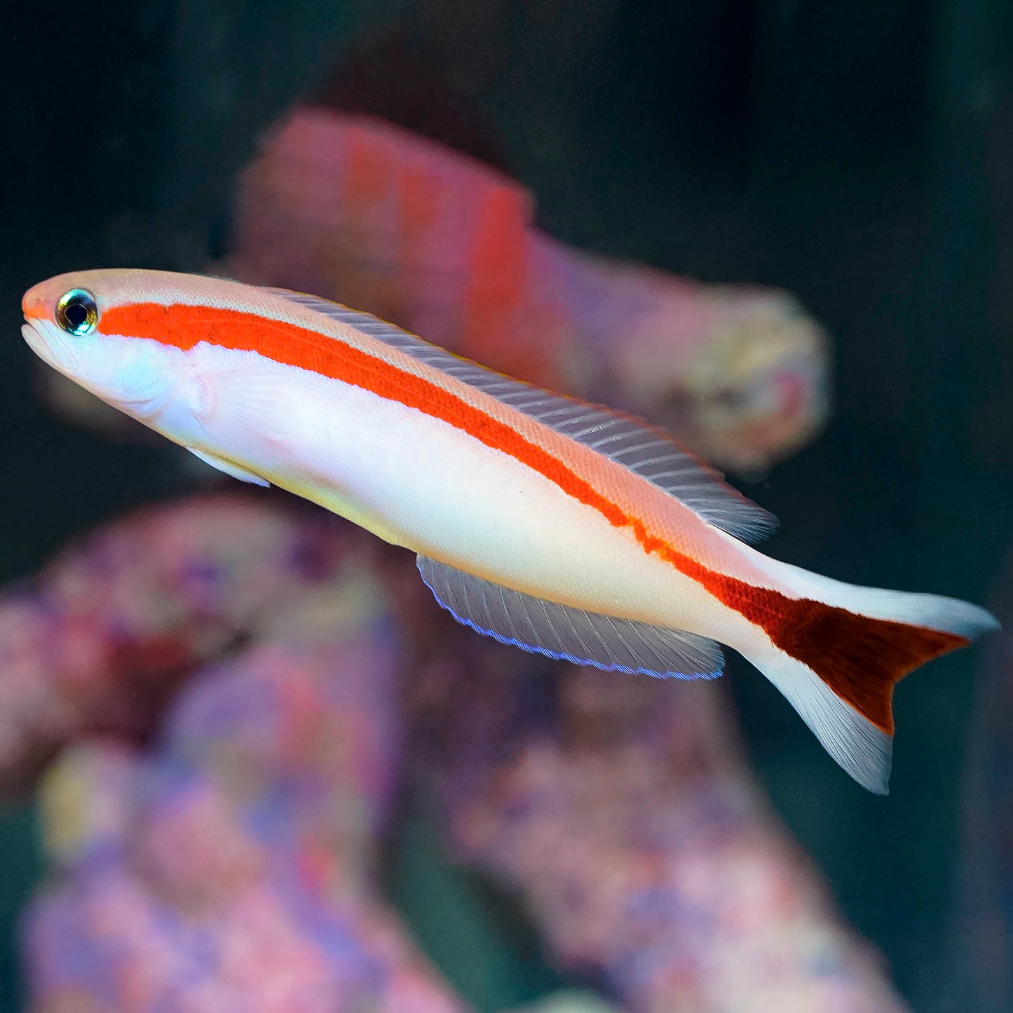 Skunk Tilefish 4.5" WYSIWYG