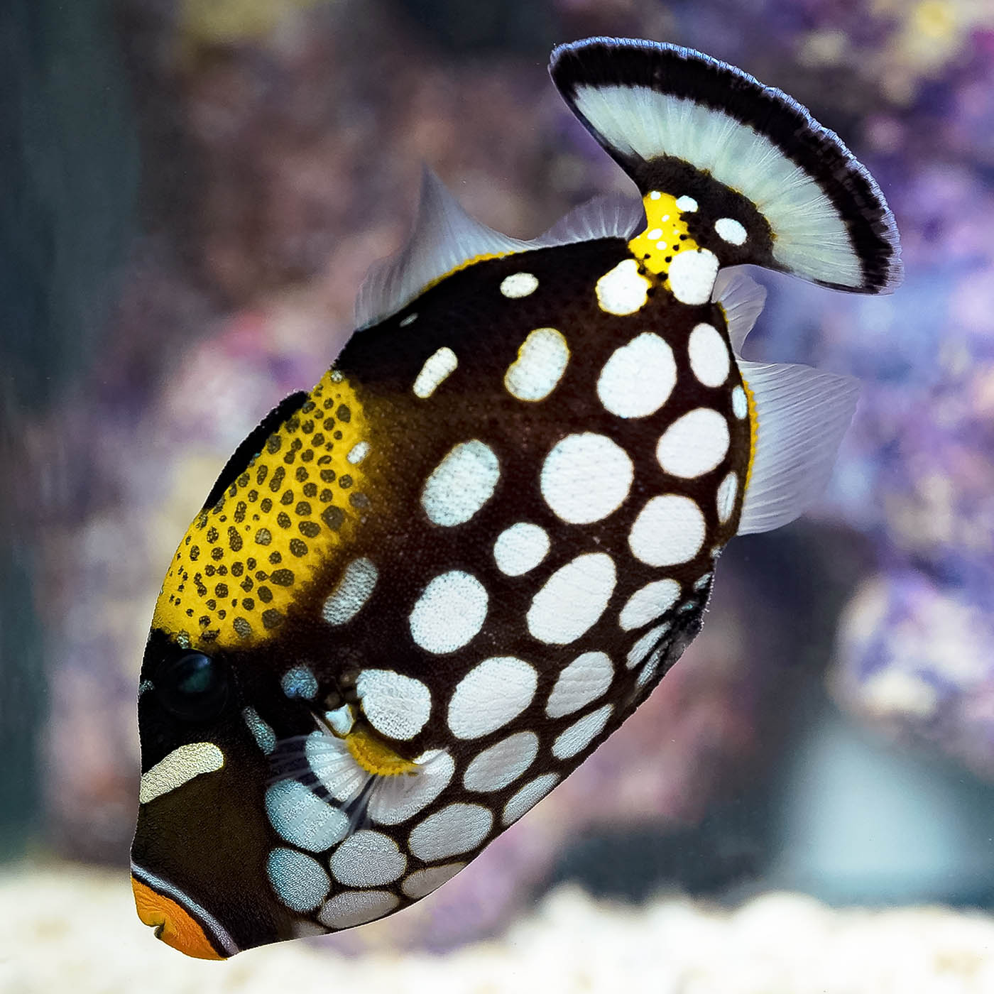 Clown Triggerfish 5.25" WYSIWYG