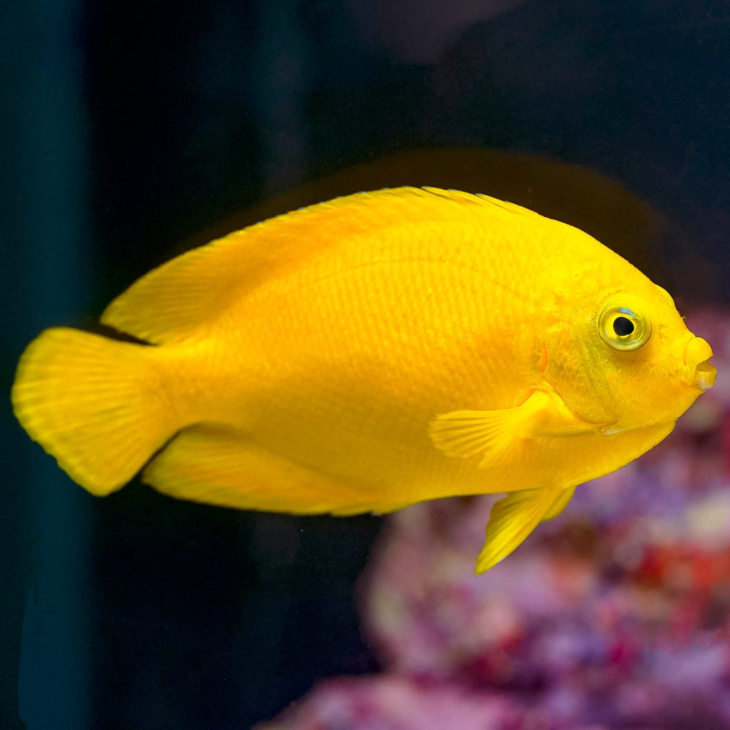 Yellow Angelfish 3.75" WYSIWYG