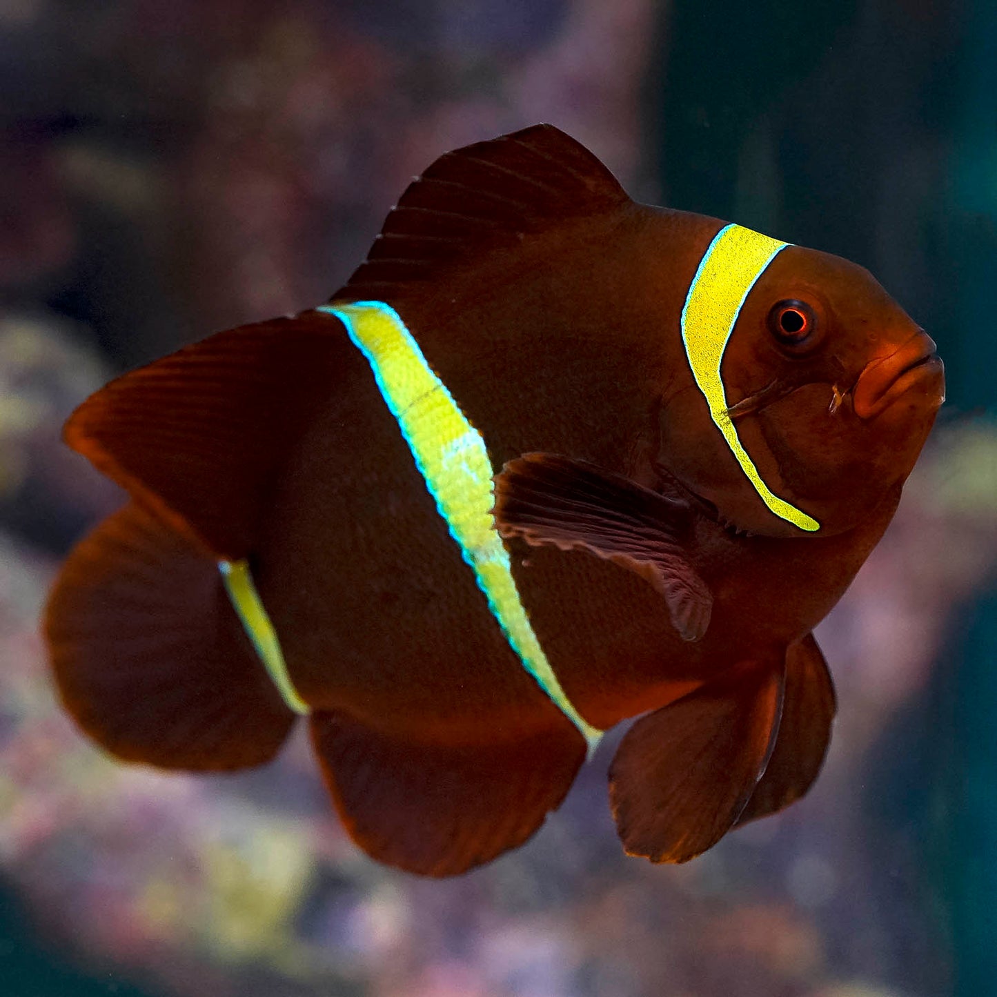 Gold Stripe Maroon Clownfish 4" WYSIWYG