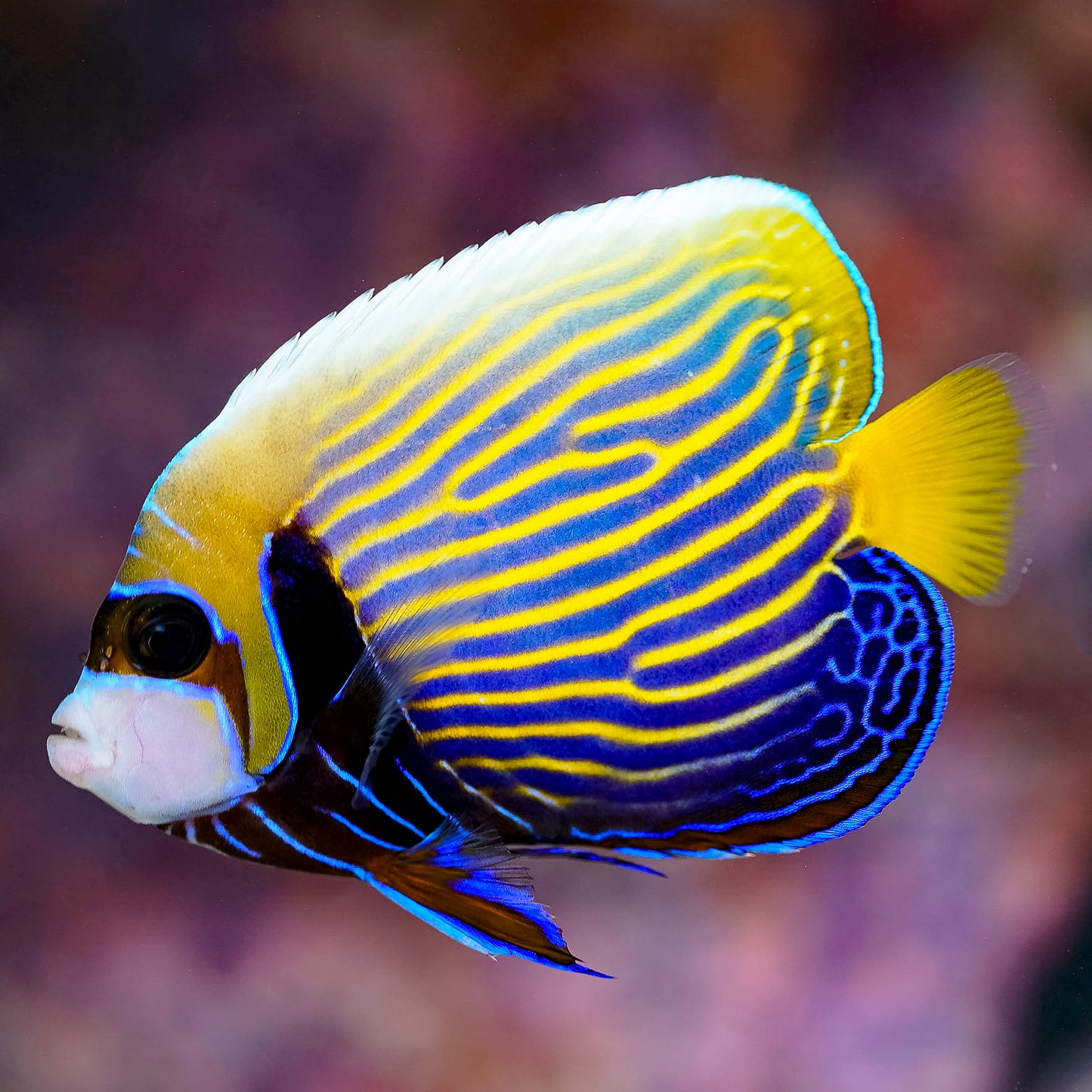 Emperor Angelfish Adult 4.5" WYSIWYG