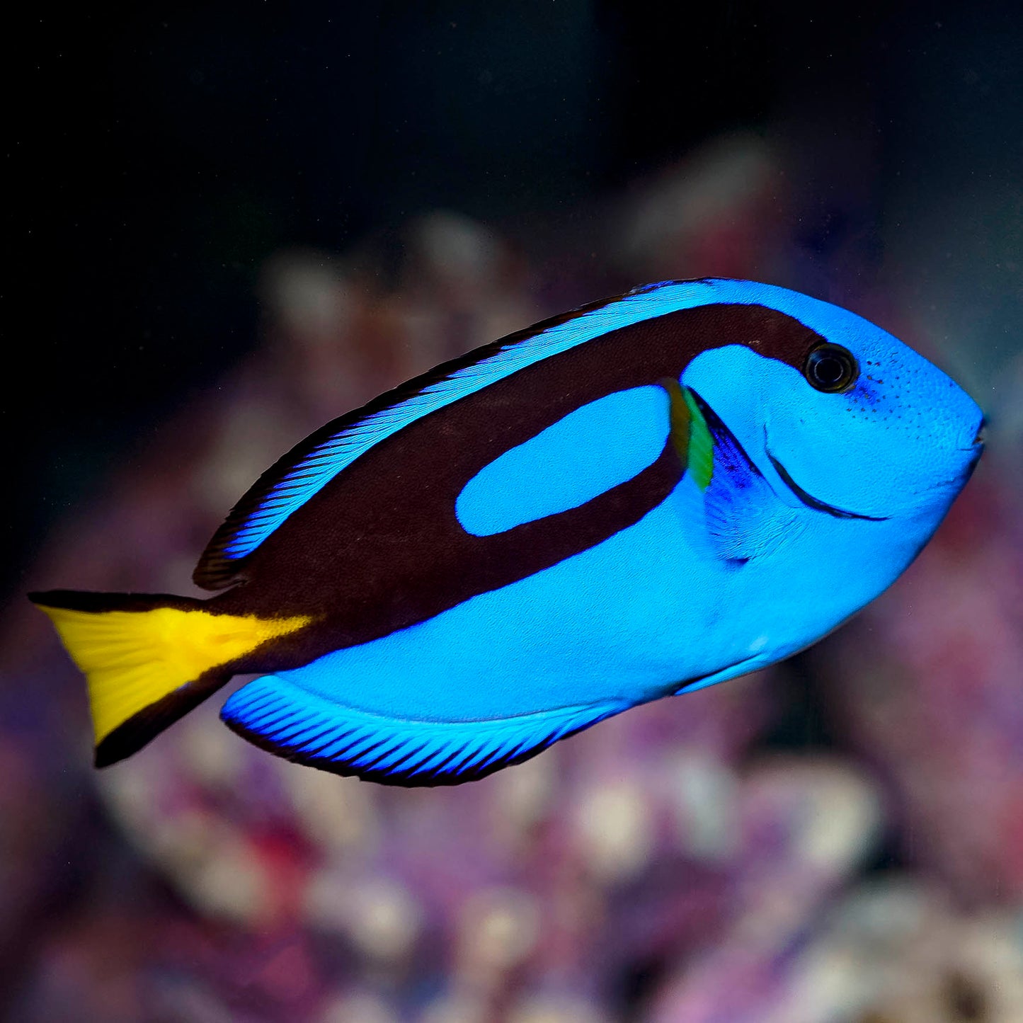 Blue Tang 5" WYSIWYG