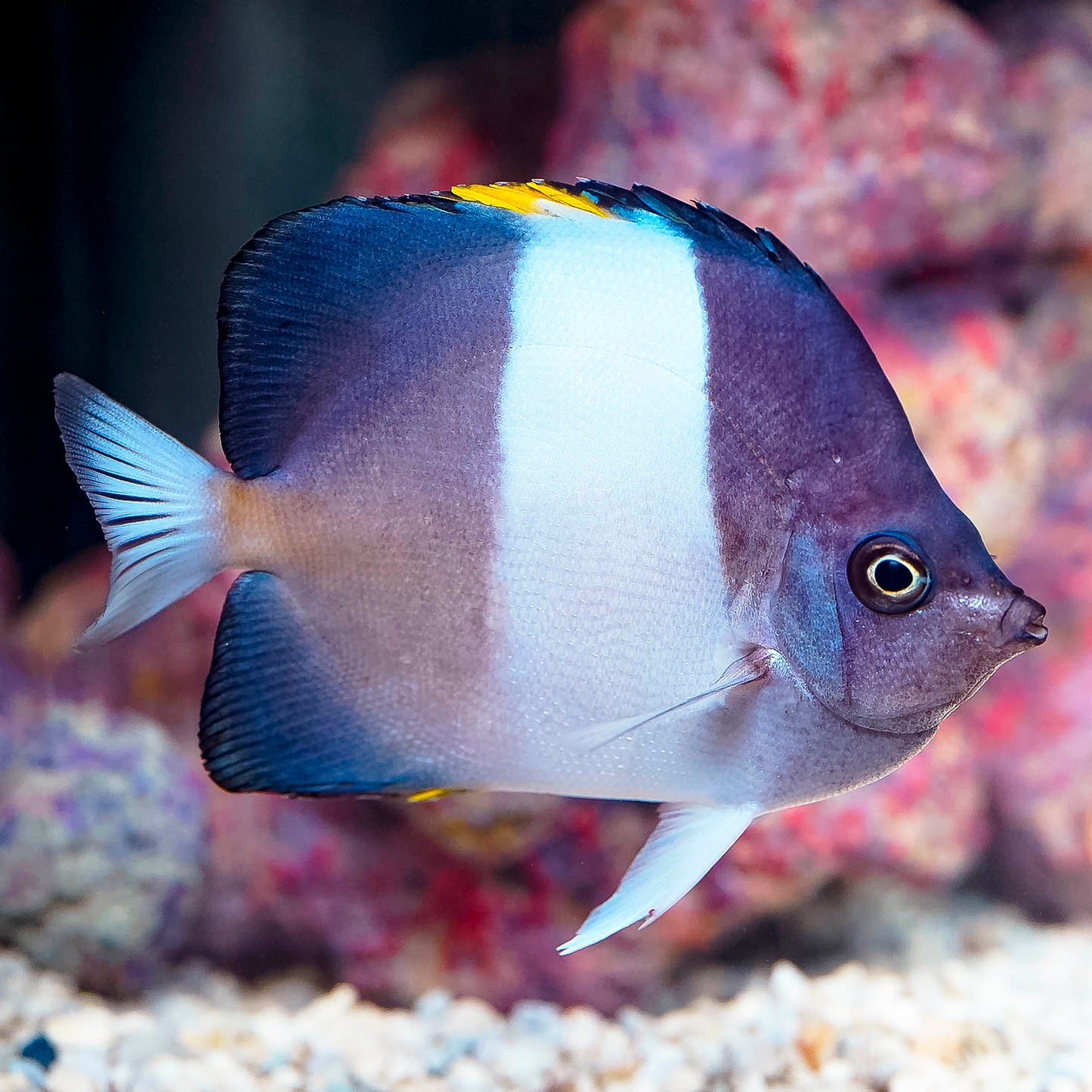 Zoster Butterflyfish 5" WYSIWYG