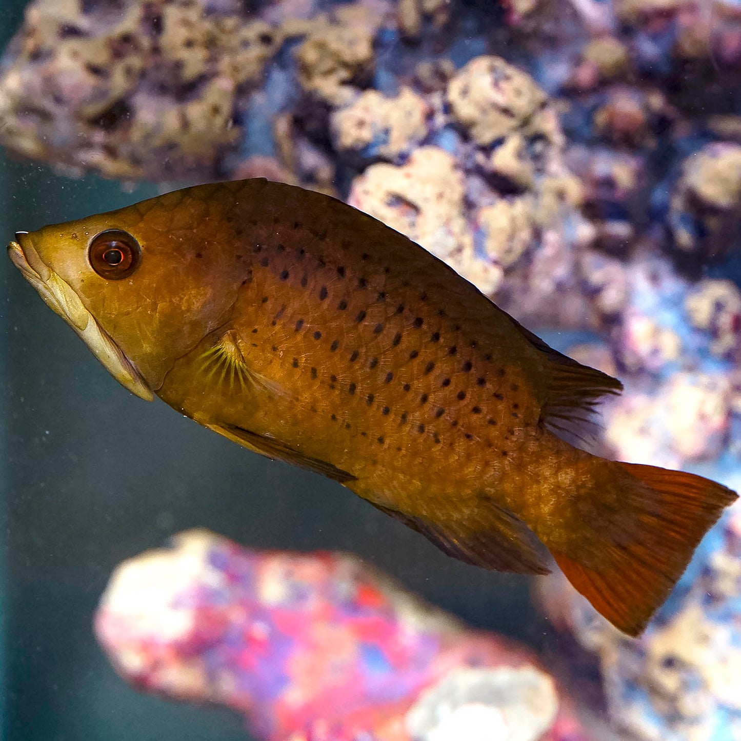Slingjaw Wrasse 4.5" WYSIWYG