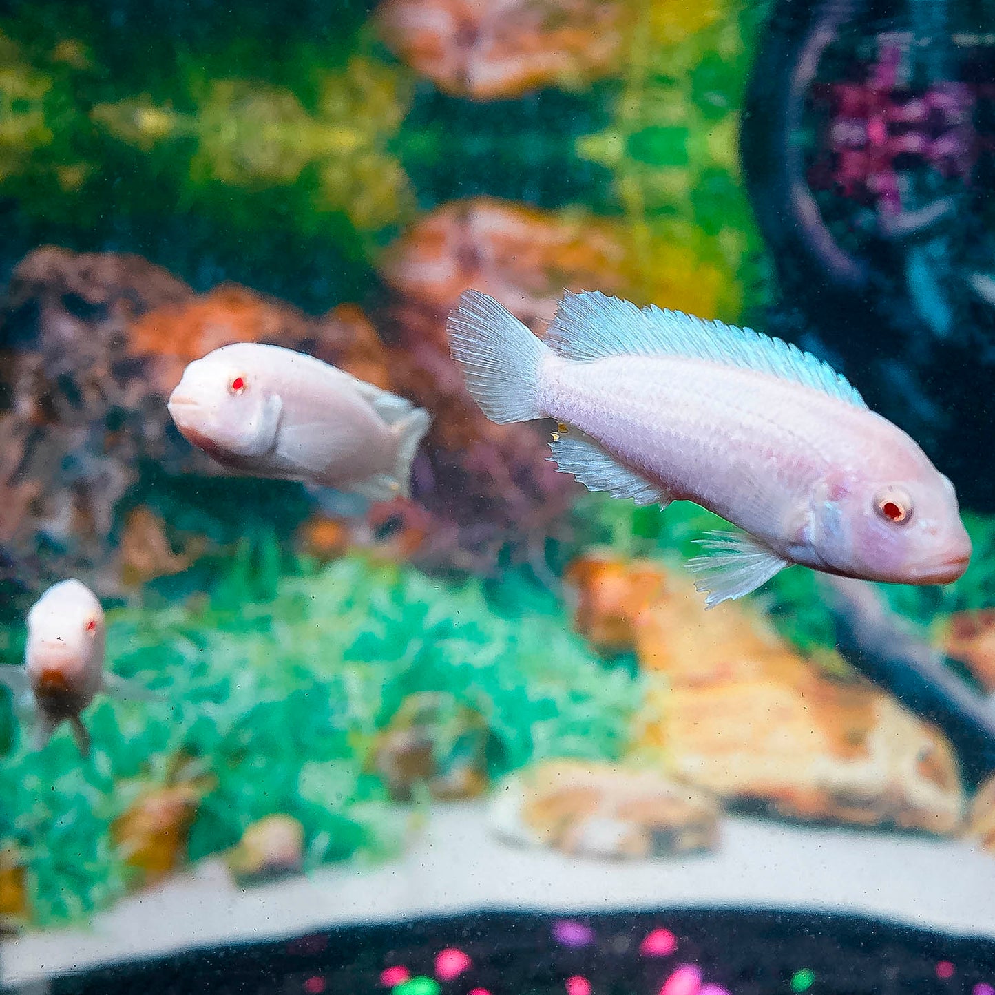 White Cichlid 3-Lot 3" WYSIWYG