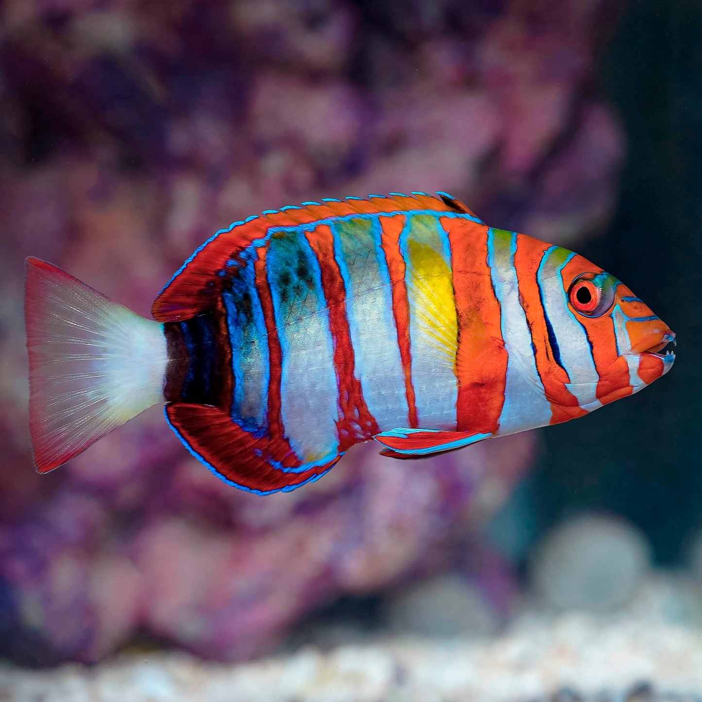 Harlequin Tusk 6" WYSIWYG