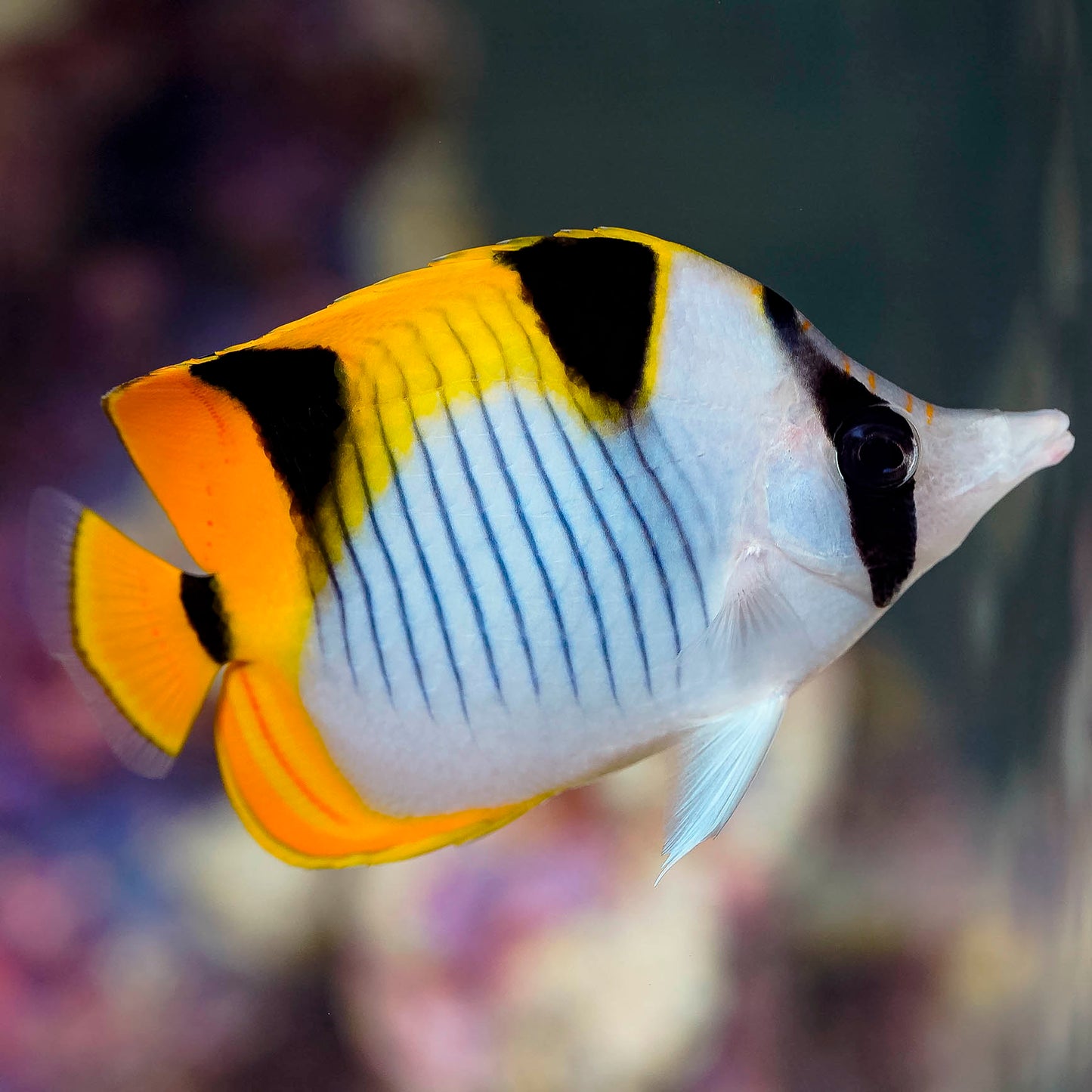 Falcula Butterflyfish, True 3.75" WYSIWYG