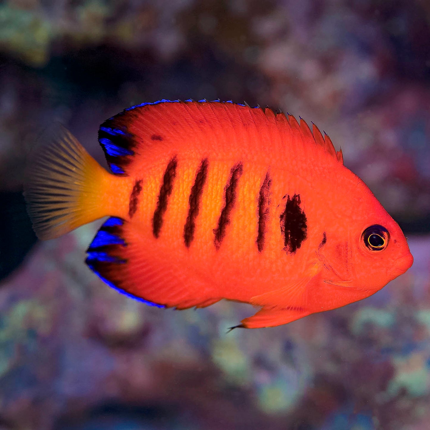 Flame Angelfish 3.25" WYSIWYG