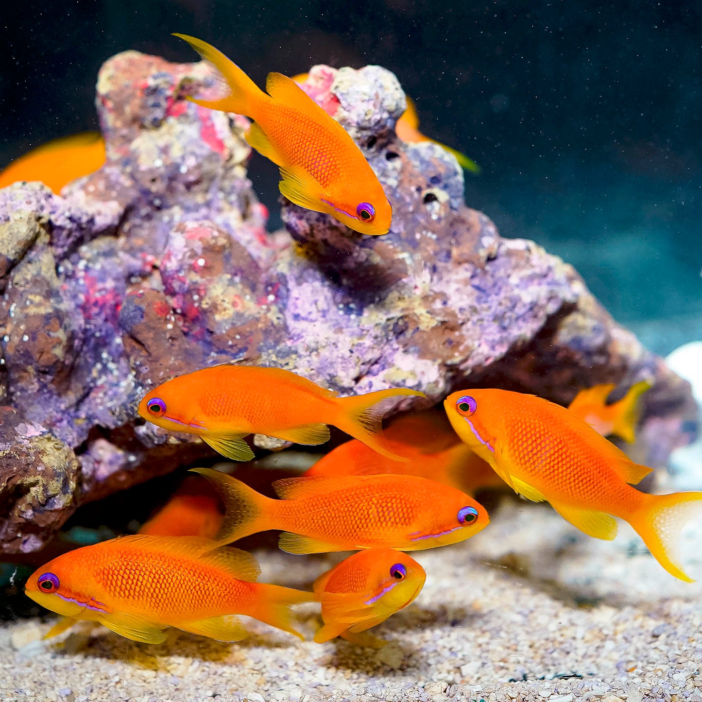 Lyretail Anthias Female 3-Lot 2" to 2.75" Almost WYSIWYG
