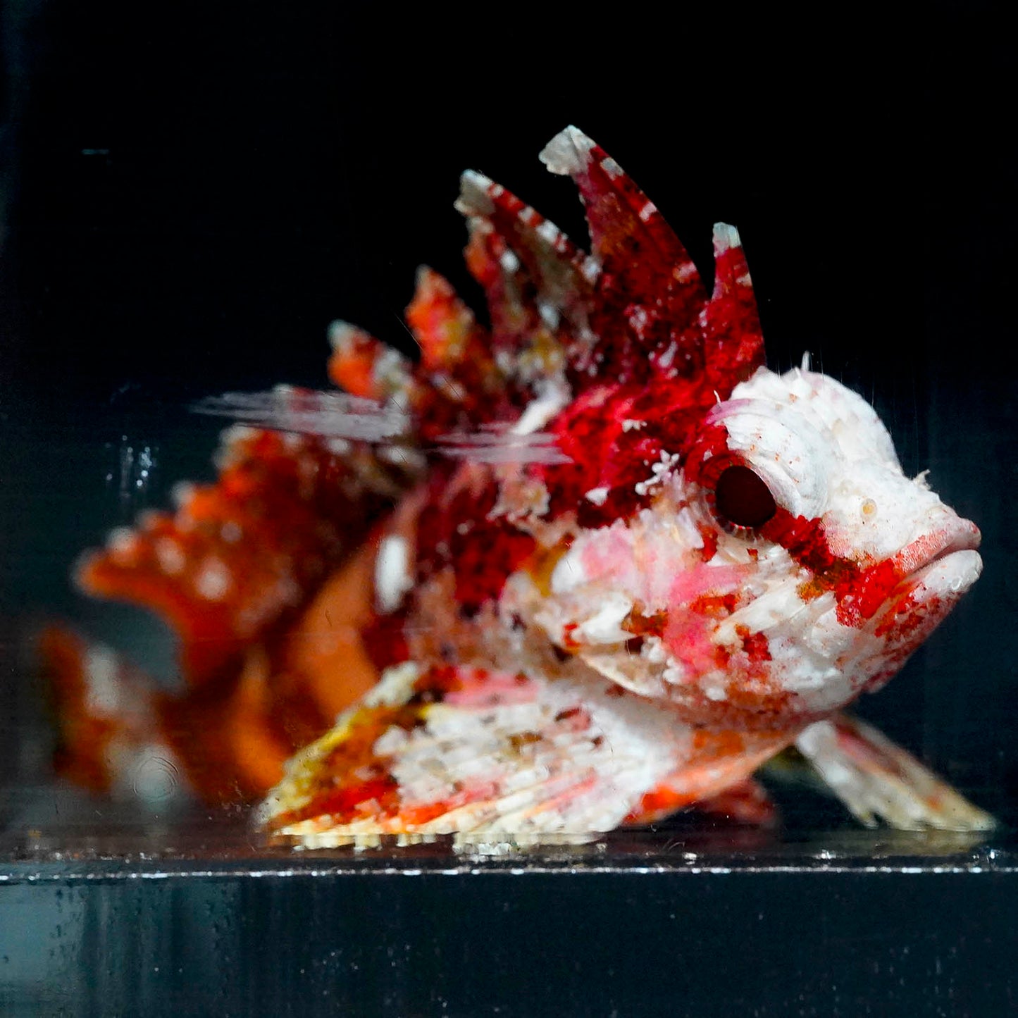 Pygmy Red Rooster Waspfish 1.75" WYSIWYG