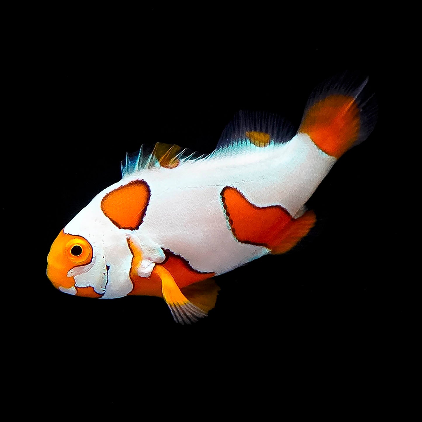 Ultra Picasso Percula Clownfish, Captive-Bred 1.5" WYSIWYG