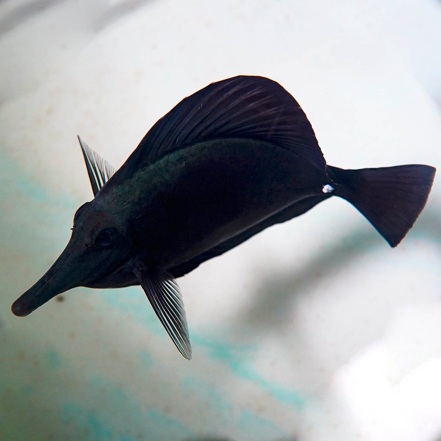 Black Longnose Tang 8.25" WYSIWYG