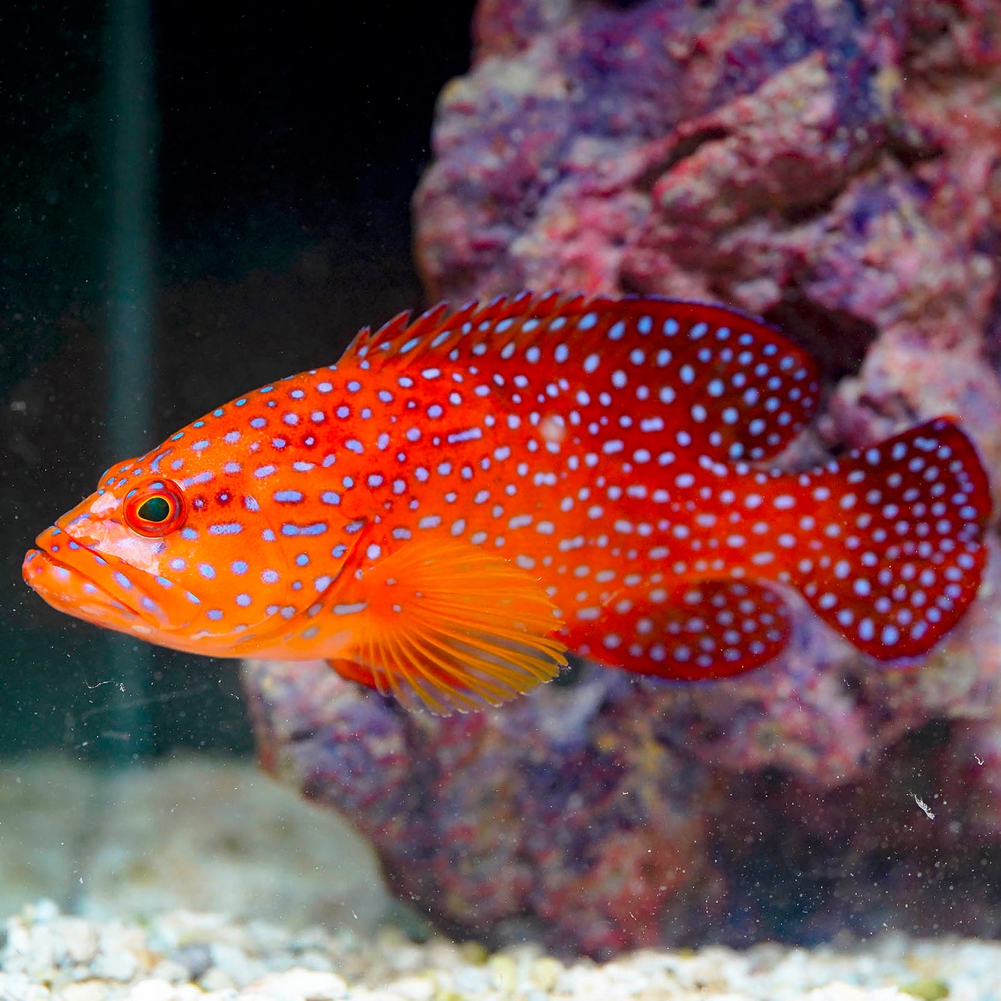 Miniatus Grouper 6.5" WYSIWYG