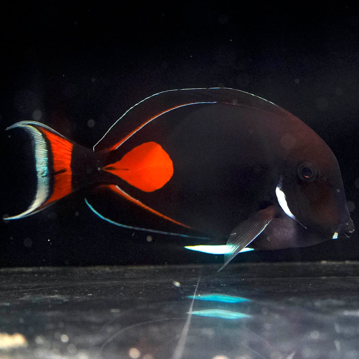 Achilles Tang EXPERT ONLY 6.25" WYSIWYG