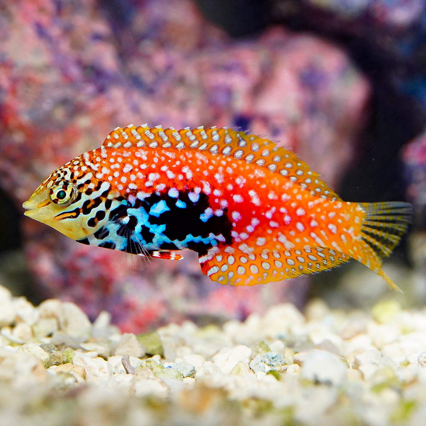 Blue Star Leopard Wrasse Juvenile EXPERT ONLY 2.75" WYSIWYG