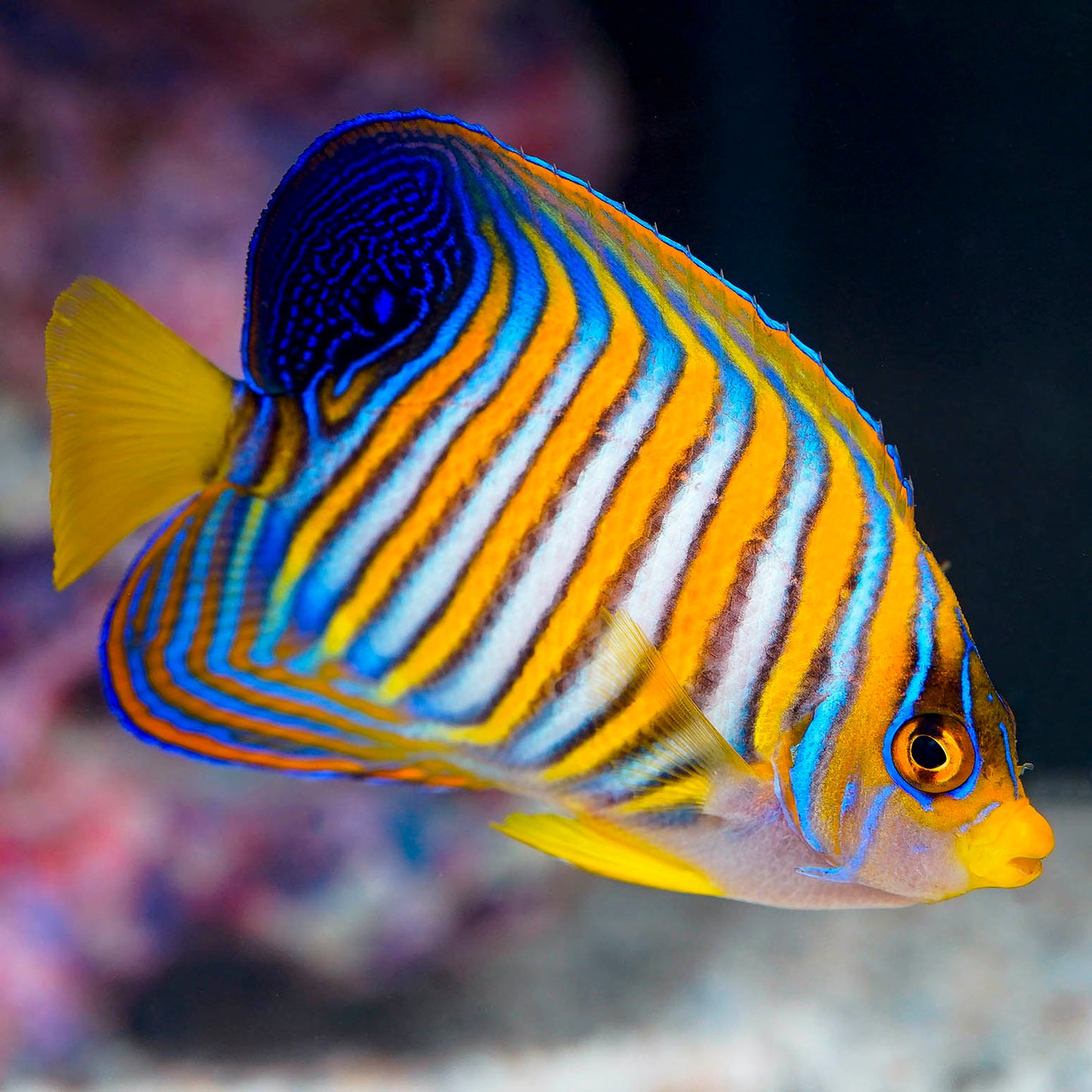 Regal Angelfish 4.25" EXPERT ONLY WYSIWYG