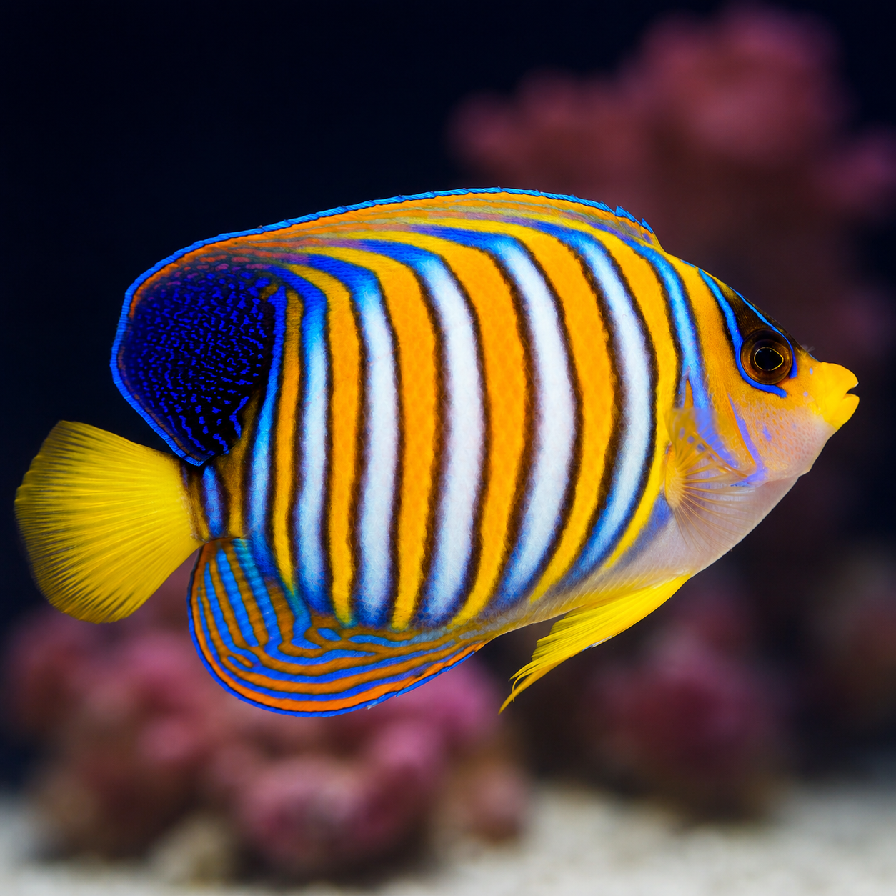 Regal Angelfish 4.75" EXPERT ONLY WYSIWYG