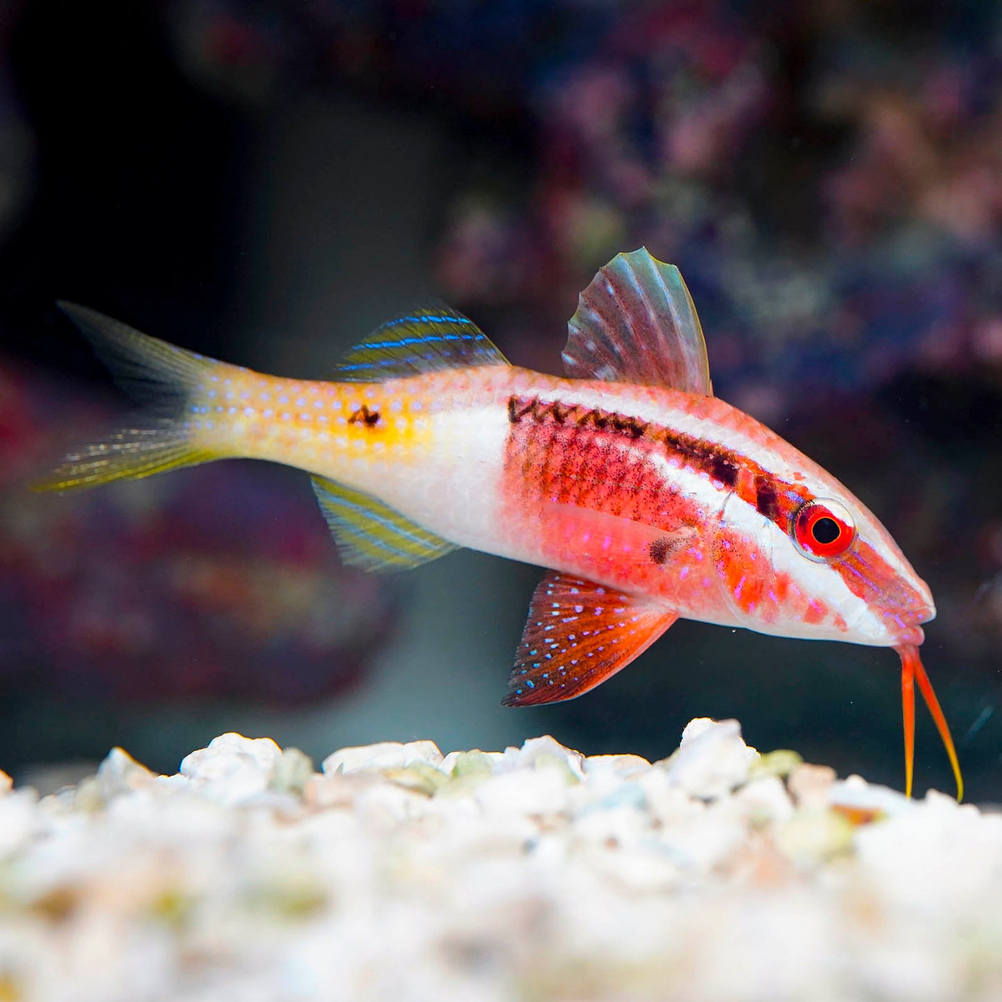 Bicolor Goatfish 3" WYSIWYG