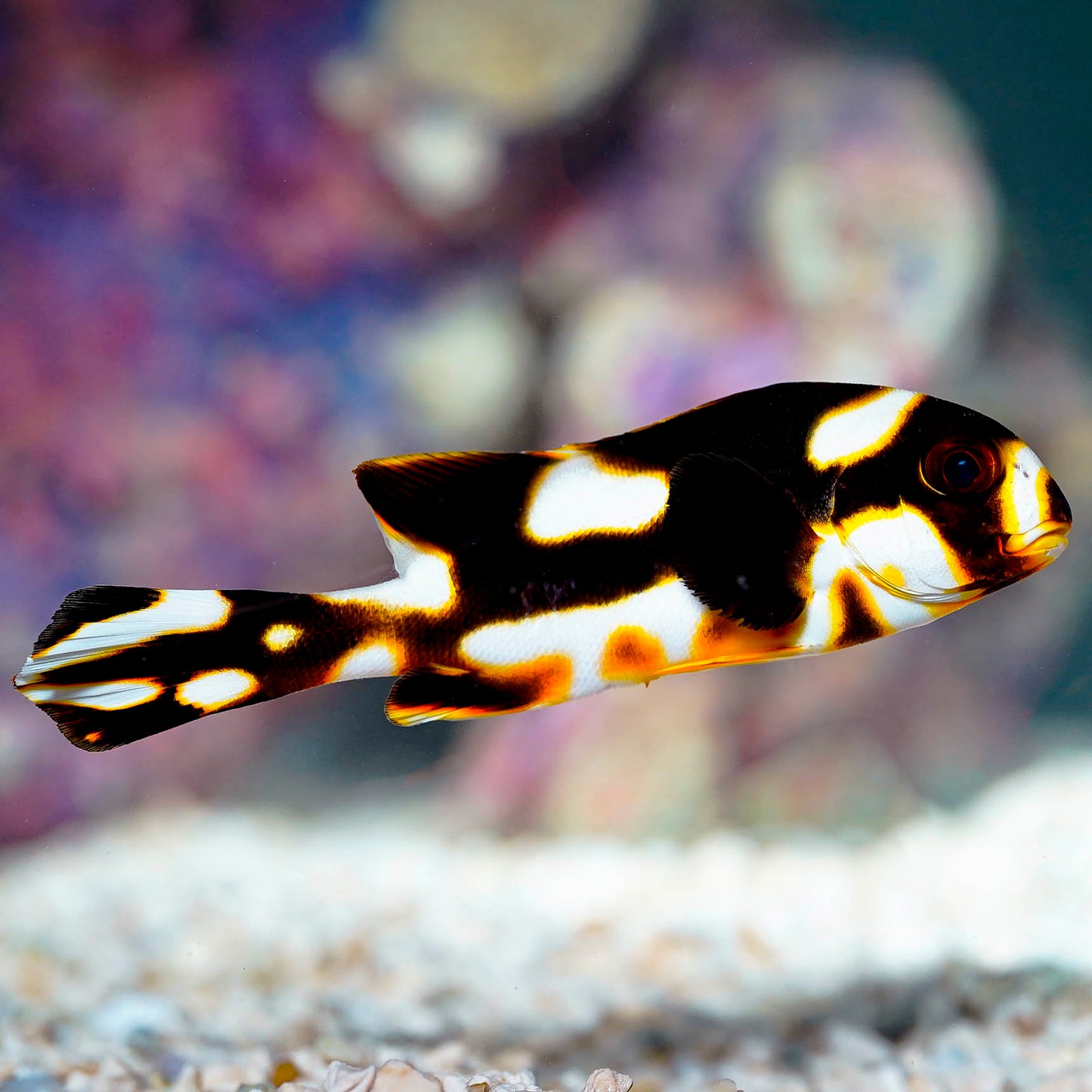 Dogfish Orientalis 4" WYSIWYG