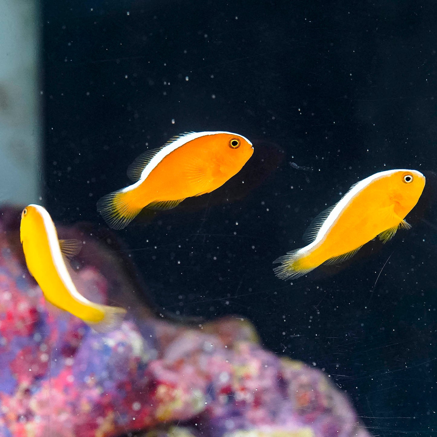 Orange Skunk Clownfish 3-Lot 1-1/4" to 1-1/2" WYSIWYG