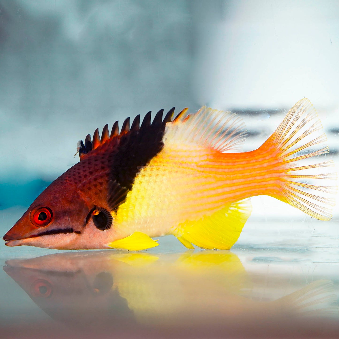 Coral Hogfish 4" WYSIWYG