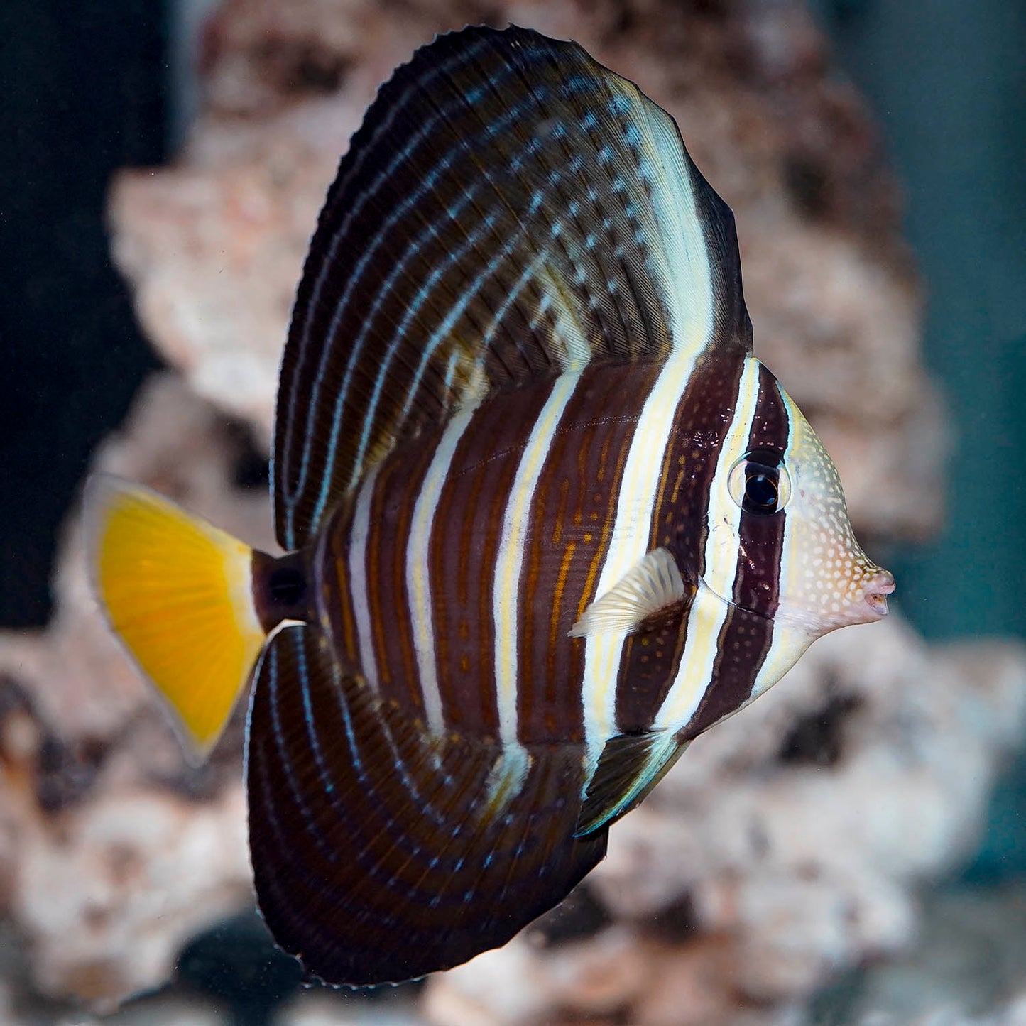 Sailfin Tang, Desjardini 4.5" WYSIWYG
