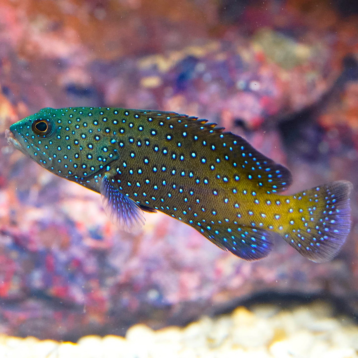 Blue Dot Grouper 3" WYSIWYG