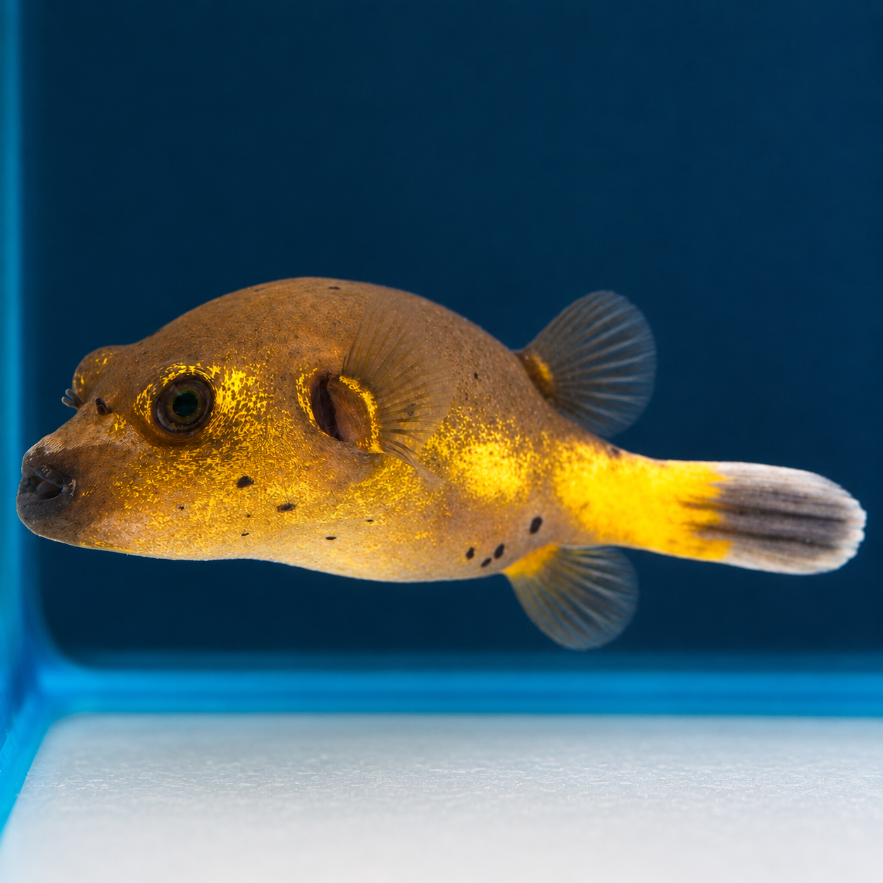 Dogface Puffer 4" WYSIWYG