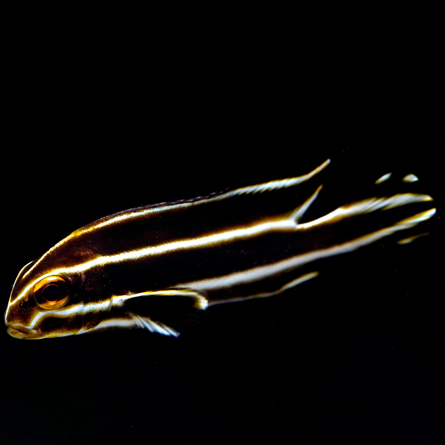 Striped Sweetlips 3.25" WYSIWYG