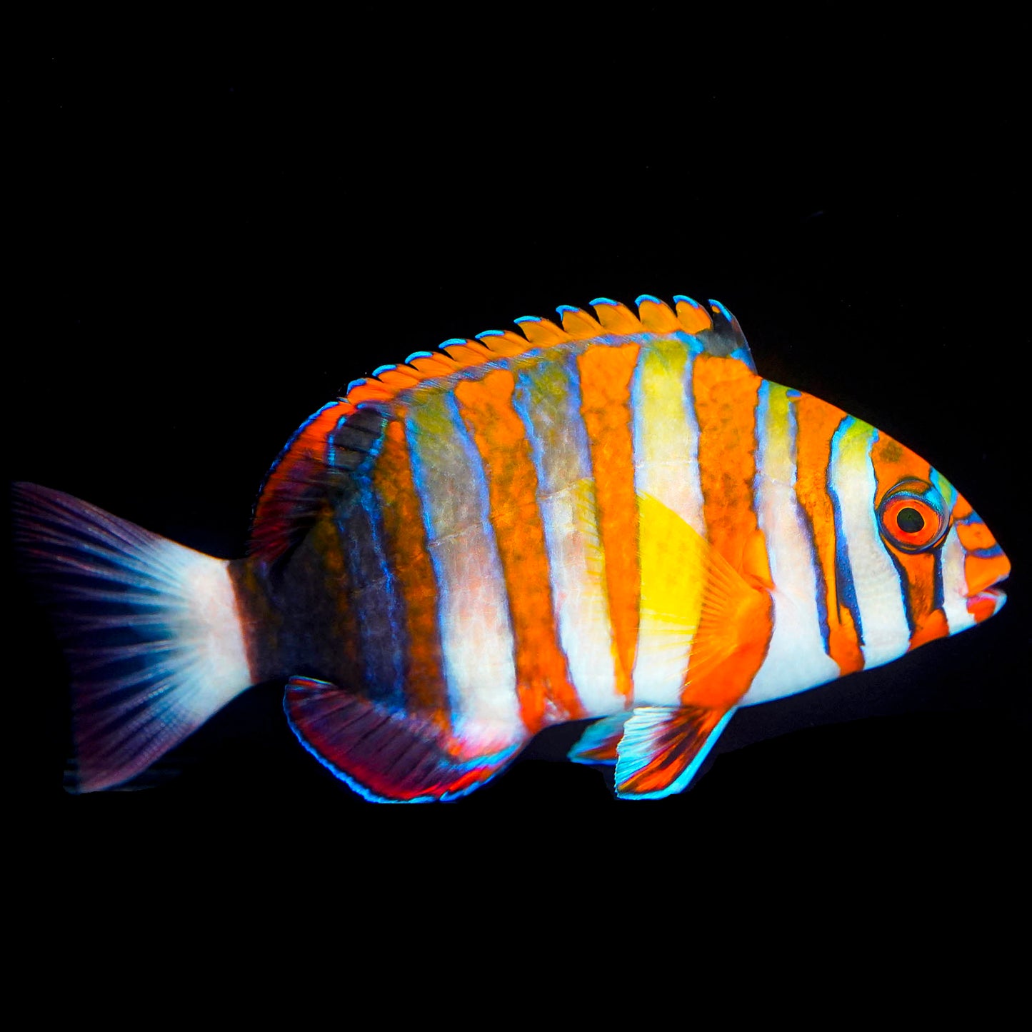 Harlequin Tusk 3.5" WYSIWYG
