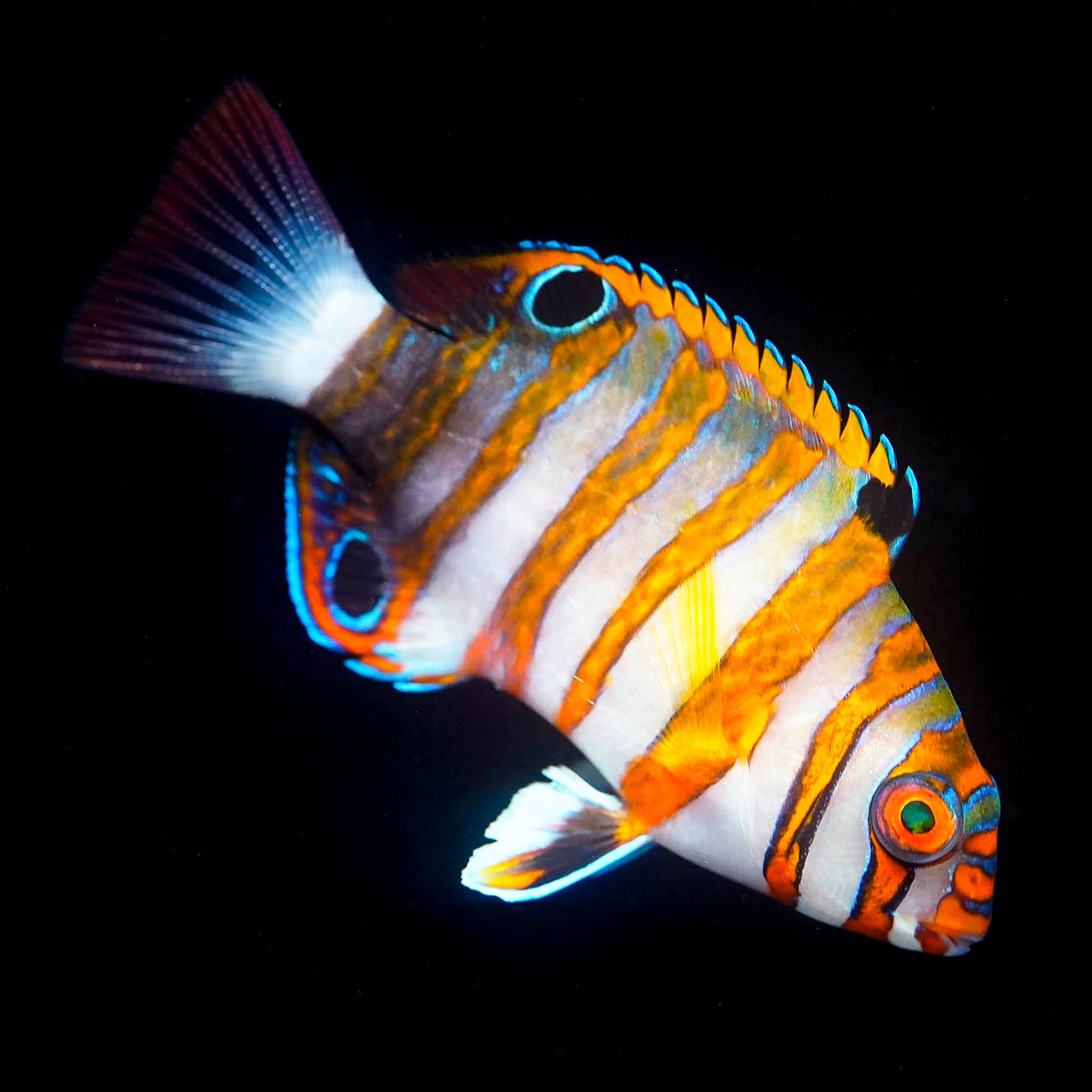 Harlequin Tusk 3.5" WYSIWYG