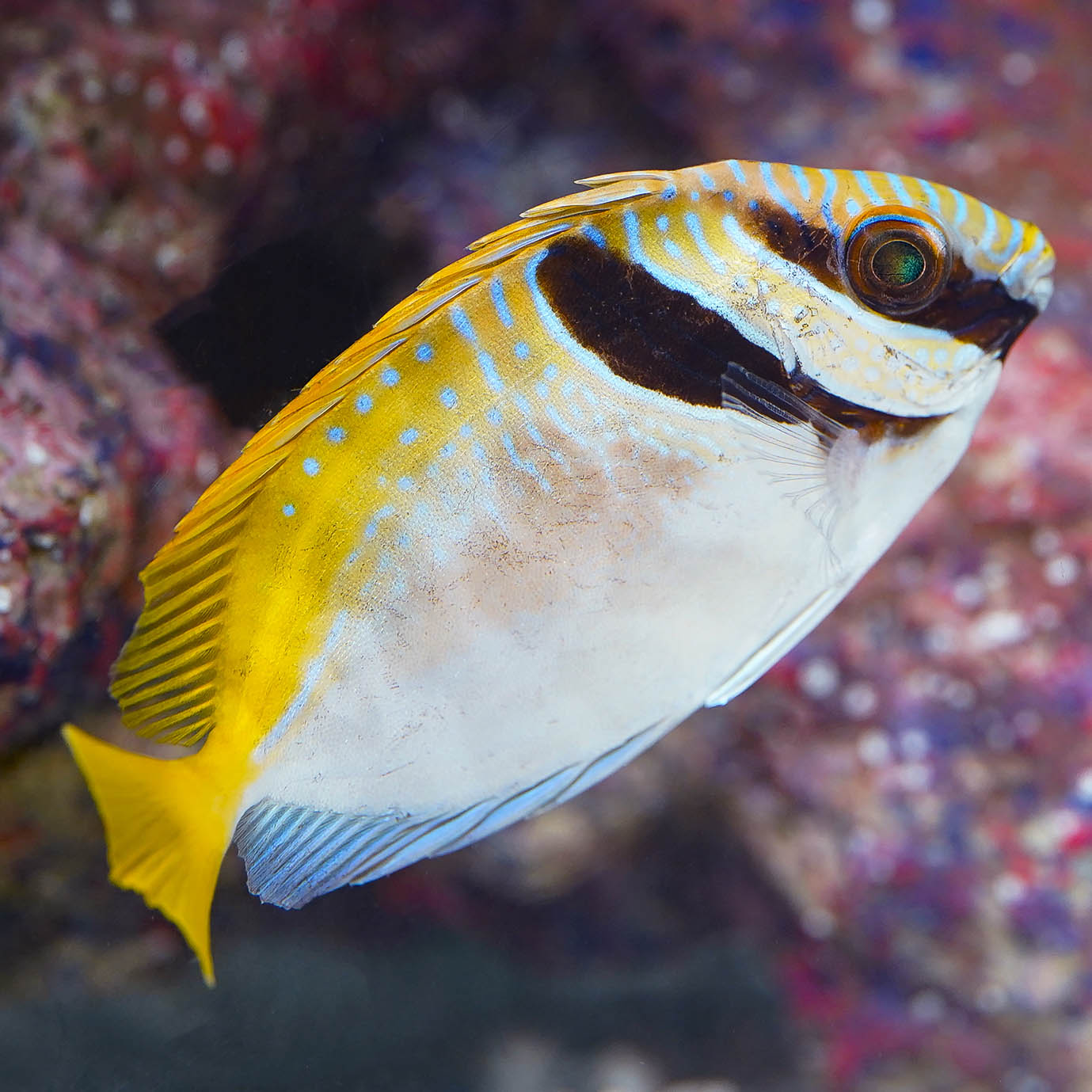 Two Barred Rabbitfish 3.5" WYSIWYG