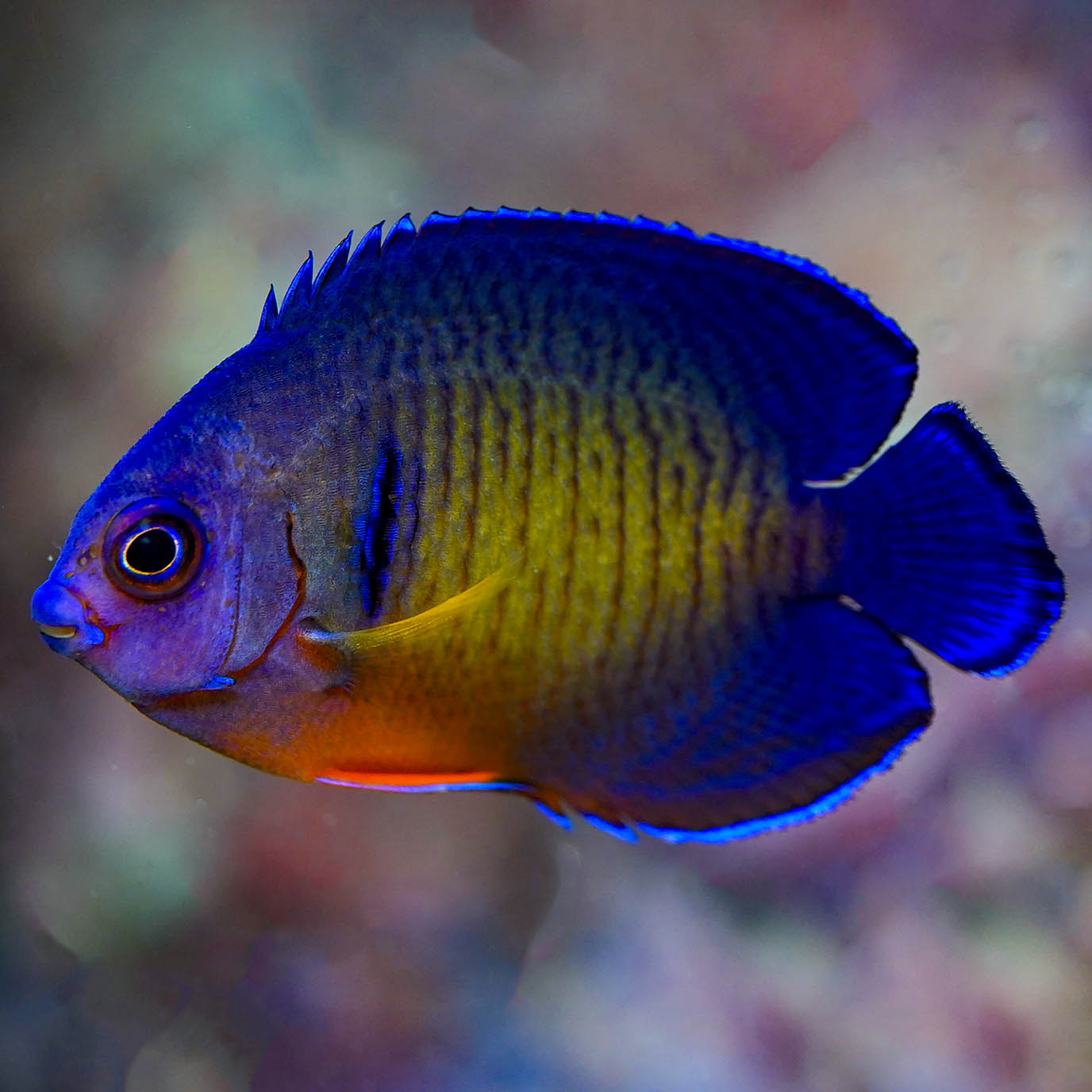 Coral Beauty Angelfish 1.75" WYSIWYG