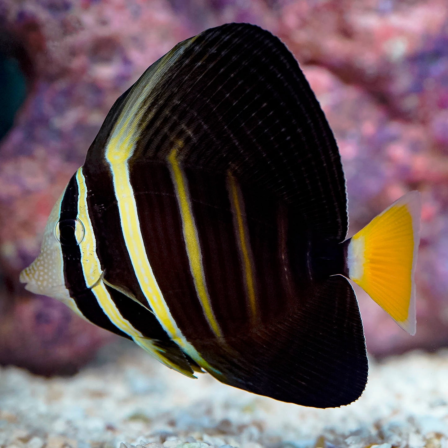 Sailfin Tang 4" WYSIWYG