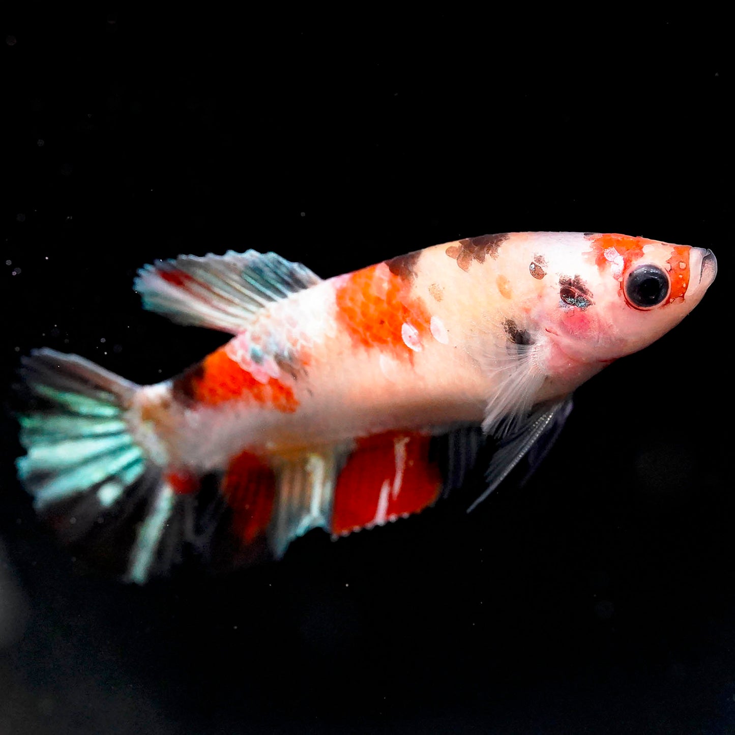 Koi Betta - Orange, Red, Black, and White WYSIWYG