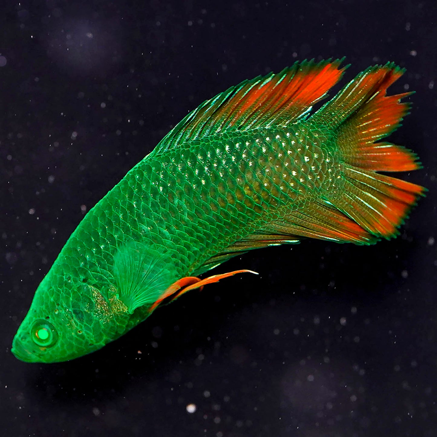 Emerald-Eyed Phantom Betta - Green & Red Double Tail WYSIWYG