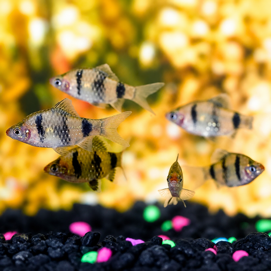 Black Ruby Barb 6-Lot .75" to 1.25" WYSIWYG