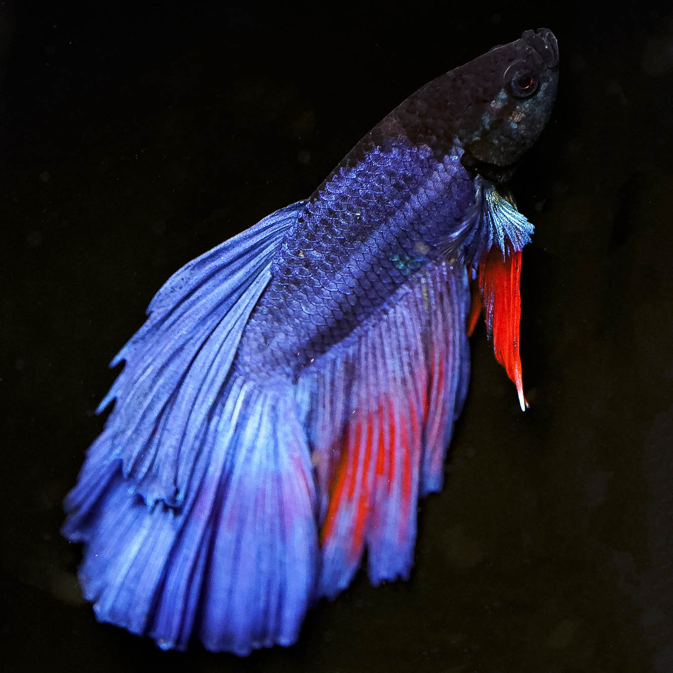 Rose Petal Betta - Blue, Black, and Red WYSIWYG