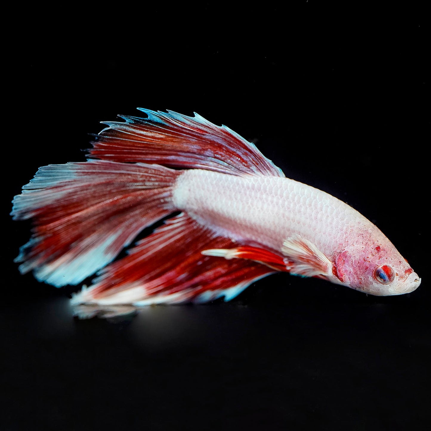 Rose Petal Betta - White, Red, and Blue WYSIWYG