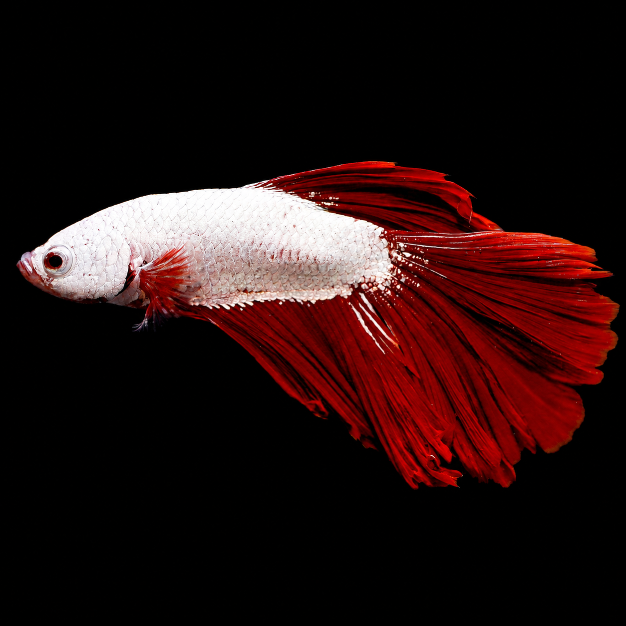 Rose Petal Betta - White and Red WYSIWYG