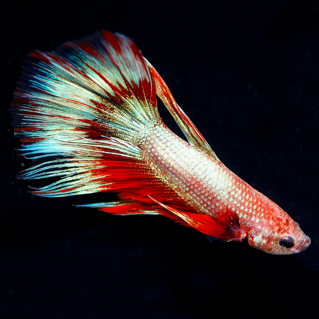 Delta Tail Betta - White, Red, and Blue WYSIWYG