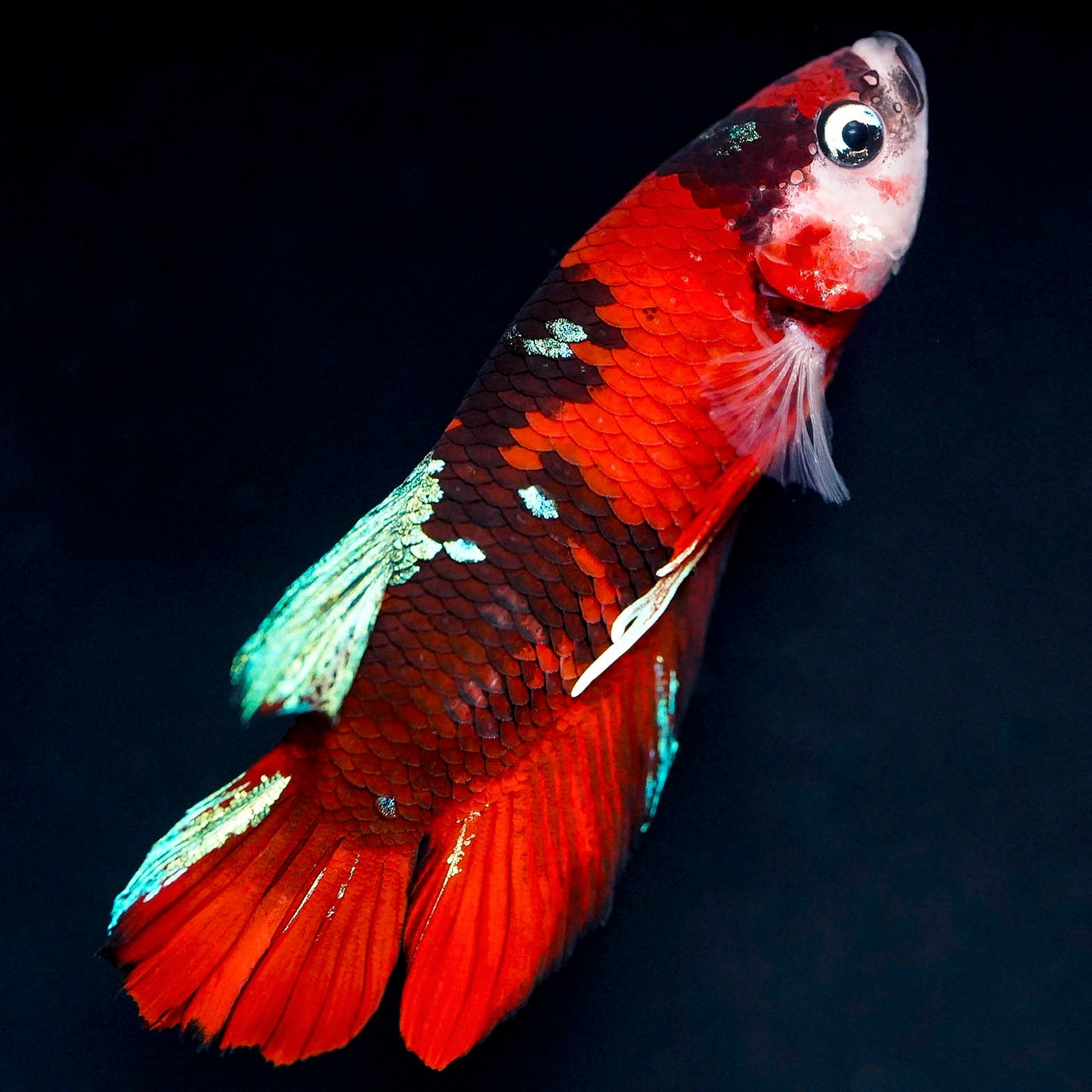 Koi Betta - Red, Green, Black, and White WYSIWYG