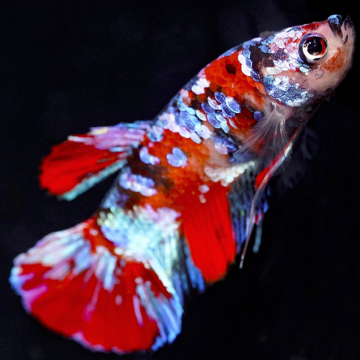 Koi Betta - Red, Blue, Green, Black, and White WYSIWYG