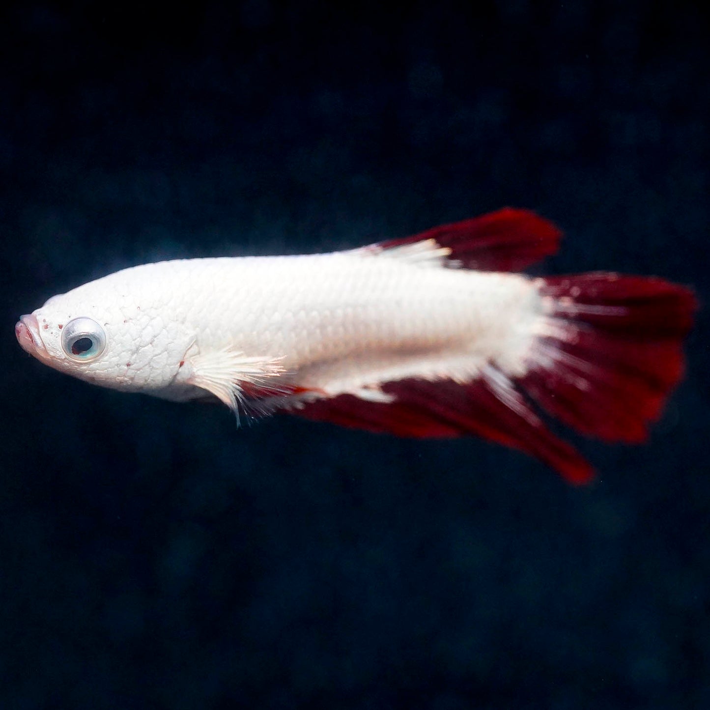 Half Moon Betta, White and Red WYSIWYG (Copy)