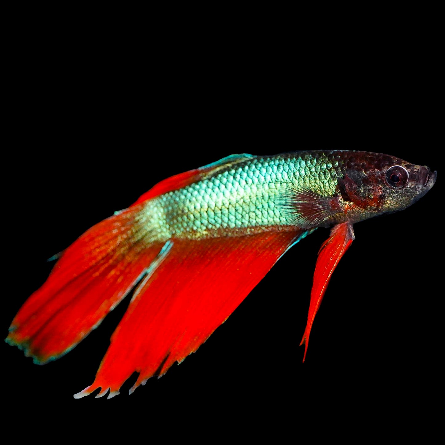 Delta Tail Betta - Green, Red, and Black WYSIWYG