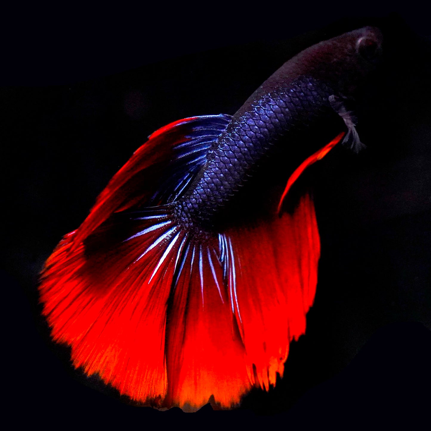 Rose Petal Betta - Blue, Black, and Red WYSIWYG