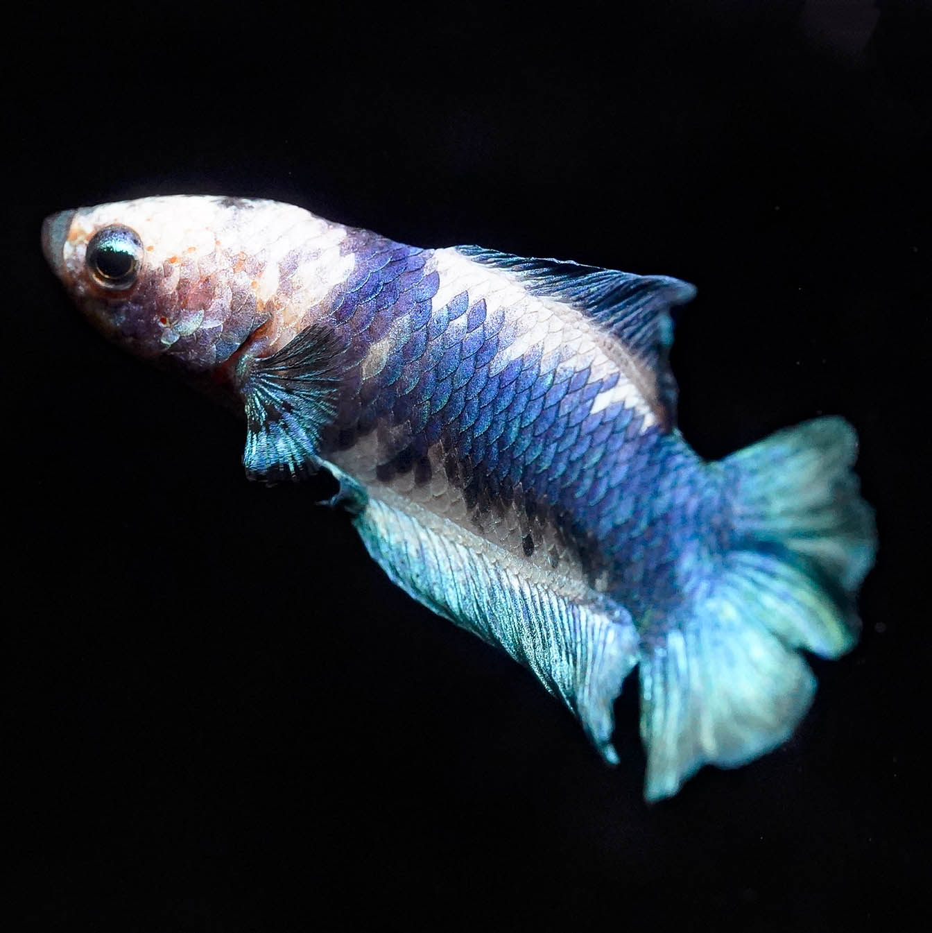 Dragon Scale Double Tail Betta, Blue and White WYSIWYG